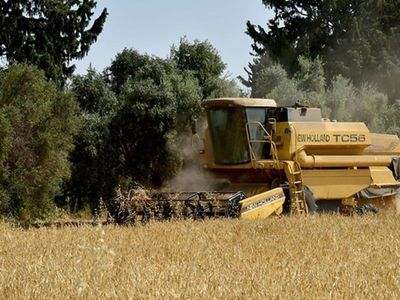 KKTC’de Türkiye Destekli İlk Tescilli Arpa Hasadı Yapıldı