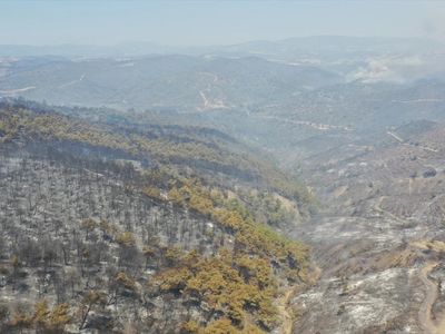 Koca Bir Orman Yok Oldu:  Yangınların Yürek Yakan Görüntüleri...