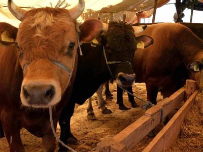 Kocaeli kurbanlık fiyatları ne kadar? 2022 Kocaeli büyükbaş, küçükbaş kurbanlık hisse fiyatları