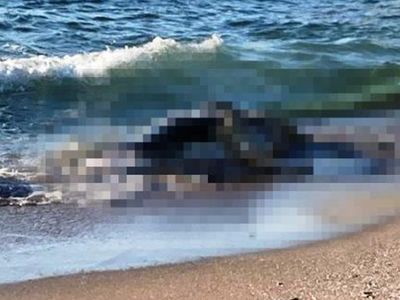 Kocaeli'de görenlerin adeta nutku tutuldu! Sahillere 4 büyükbaş ölüsü vurdu