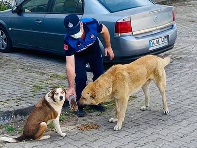 Kocaeli’nde Tam Kapanma Sürecinde Sokak Hayvanları Unutulmadı