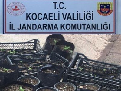 Kocaeli’nde Yapılan Operasyonda 157 Kök Kenevir Ele Geçirildi