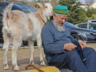 Kocaeli'nin Maskotu Oldu: Bu Keçi İnatçı Değil Nazlı!