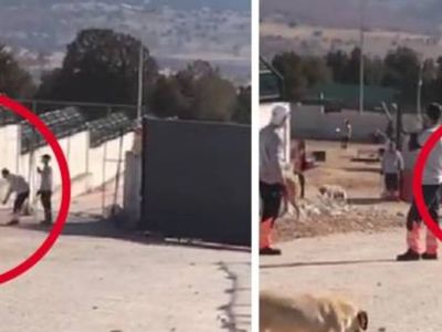 Konya hayvan barınağı vahşetine savcılıktan itiraz!