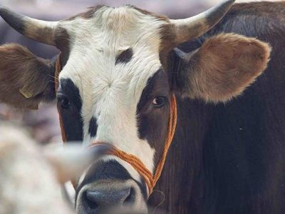 Konya kurbanlık fiyatları ne kadar? 2022 Konya büyükbaş, küçükbaş kurbanlık hisse fiyatları