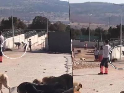 Konya’da hayvanlara işkence edildi: Belediye görüntüler için harekete geçti