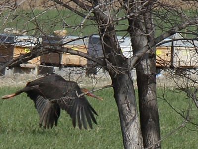 Konya'da Konaklayan Leylek Uluslararası İş Birliği ile Takip Ediliyor