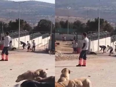 Konya’daki barınak görüntüleri tepki seline yol açmıştı: Hayvanlara işkence eden kişiler tutuklandı