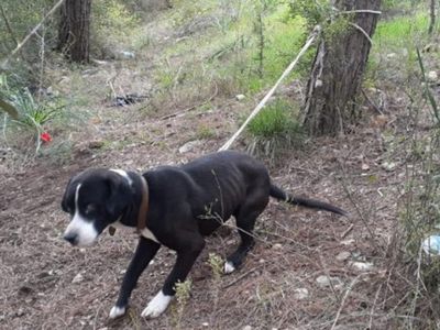 Köpeği Ağaca Bağlayıp Ölüme Terk Ettiler!