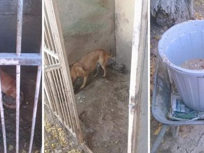 Köpek Eğitim Merkezinde Uygunsuz Koşullarda Köpek Besleyen Veteriner Hekime 34 Bin TL Ceza