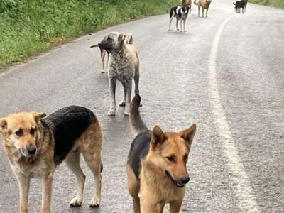Köpek saldırıları durmuyor: İşe gitmek için evden çıkan sağlık çalışanı ölümle burun buruna geldi!