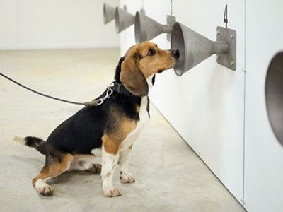 Köpekler Kovid-19 Vakalarını PCR Testlerinden Önce Tespit Ediyor!
