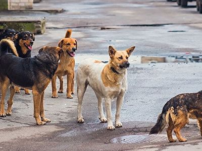 Köpeklerden korkanlar dikkat! Uzmanlar uyardı, saldırılardan zarar görmemek için yapılması gerekenler