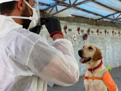 Kovid Testini Köpekler Yapacak