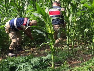 Köy Evinin Bahçesini Uyuşturucu Tarlasına Çevirdi
