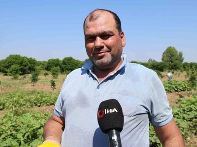 Kozan’da bamya hasadı başladı, tarlada kilosu 150 TL