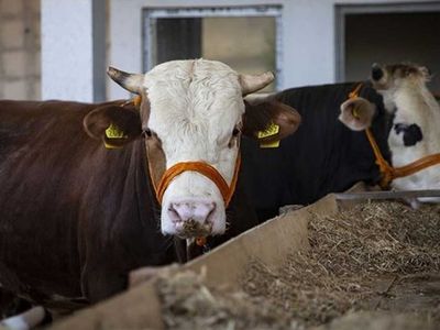 Kredi kartıyla kurban ibadetini yerine getirmek caiz mi? Diyanetten kredi kartıyla kurban alımında faiz uyarısı geldi