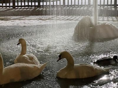 Kuğulu Park Buz Tuttu Olan Kuğulara Oldu