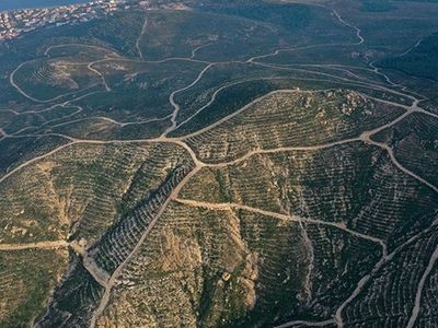 Kül Olan Ormanın Ağaçlandırma Çalışmaları Başarıyla Sonuçlandı!