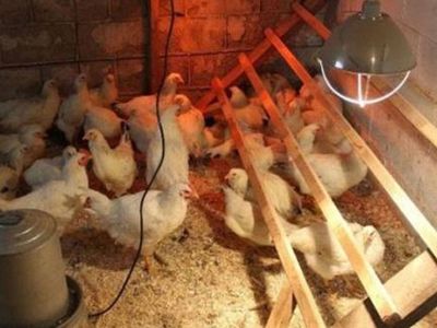 Kümesteki Tersliği Sezen Adamı Tavukların Kanatlarını Kaldırınca Gördüğü Manzara Duygulandırdı