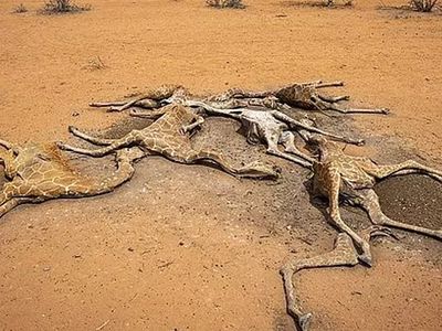 Kuraklığın Geldiği Son Nokta! Kenya’da Zürafalar Susuzluktan Ölüyor