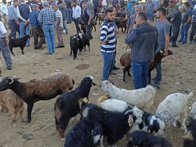 Kurban alacaklar dikkat! Ucuz kurban almak için dolandırılanların sayısı arttı! Iğdır'da kurban çetesi çökertildi