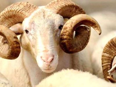 Kurban Bayramı'na kaç gün kaldı? 2022 Kurban Bayramı  9 gün olacak mı?