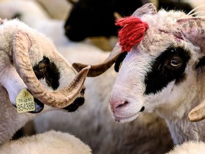 Kurban Bayramı'na sayılı günler kala uzmanından uyarı! Bunları asla art arda tüketmeyin