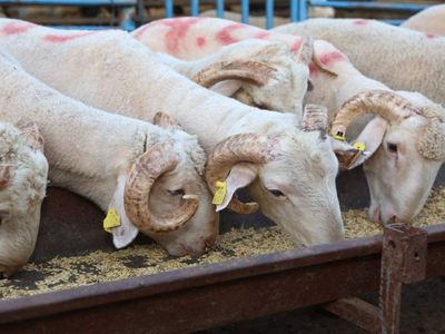 Kurban Bayramı’nda bunu yapmayın: 65 bin lira cezası var