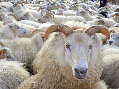 Kurban bayramının hangi günü kurban kesilir üçüncü gün veya dördüncü gün kurban kesilir mi? 3 veya 4.gün kurban kesilirse ne olur?