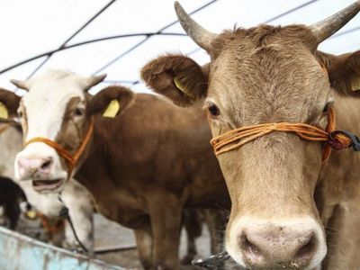 Kurban fiyatları belli oldu: 150 bin lira iddialarına yanıt geldi