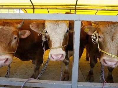 Kurban fiyatları ne kadar? TZOB Genel Başkanı Şemsi Bayraktar, kurbanlık fiyatları hakkında açıklamalarda bulundu!
