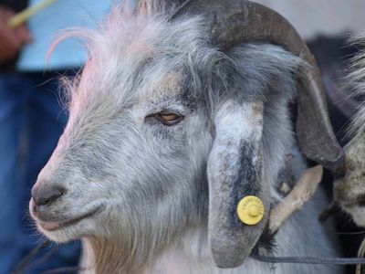 Kurban ibadetini yerine getirme hükmü nedir? 2022 kurban kesme mahiyeti