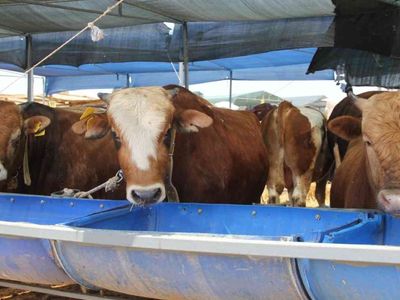 Kurban satışı yapacaklar dikkat: Kurban kesimi tebliği Resmi Gazete’de yayımlandı