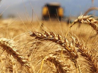 Küresel ekonomilerde buğday krizi tehdidi kapıda! Türkiye buğday üretiminde hangi konumda? Dünyada buğday üretiminde öne çıkan ülkeler!