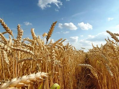 Küresel gıda fiyatları yıllık yüzde 24,1 artışla tarihi seviyede