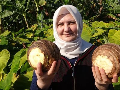 Küresel ısınma iklimi değiştirdi: Tropikal bitkiler Akdeniz’de yetişir oldu