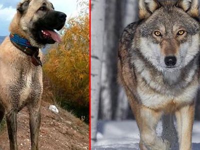 Kurtla Kangalı Çiftleştirdiler! İşte Ortaya Çıkan Yeni Bir Cins