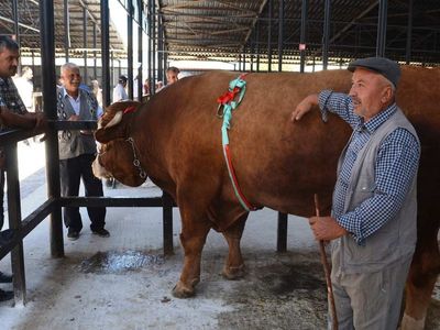 Kütahya kurbanlık fiyatları ne kadar? 2022 Kütahya büyükbaş, küçükbaş kurbanlık hisse fiyatları
