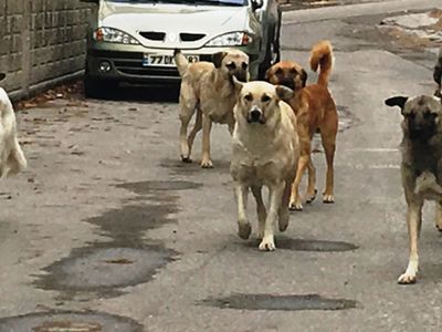 Kütahya'da başıboş köpek terörü: Anne ve oğul aracın altında kalmaktan son anda kurtuldu