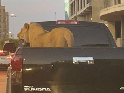 Libya’da Aslan Pikabın Kasasında Taşındı