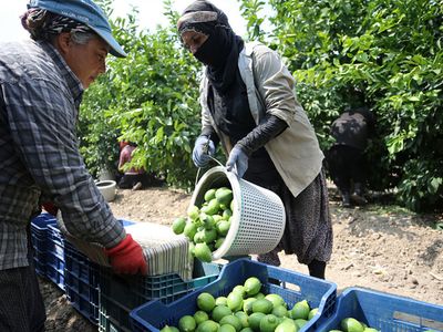 Limonda Hasada Başlandı Hedef 500 Bin Tondan Fazla İhracatın Yapılması
