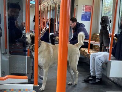 Londra metrosunda Sivas kangalı: Sosyal medyada büyük ilgi gördü