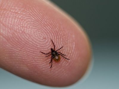 Lyme Hastalığı Nedir, Belirtileri Nelerdir, Tedavisi Nasıl Olur?