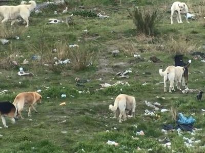Mahallenin başıboş köpek korkusu! İstanbul'da eski fabrika arazisini onlarca köpek mesken tuttu!