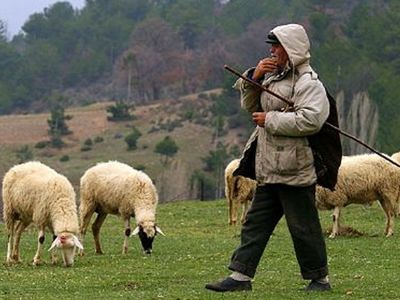 Malatya’da 5 Bin TL Maaşla Çalışacak Çoban Aranıyor