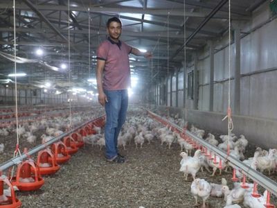Malatya’da Acı Olay! Elektrik Kesilince Binlerce Tavuk Telef Oldu