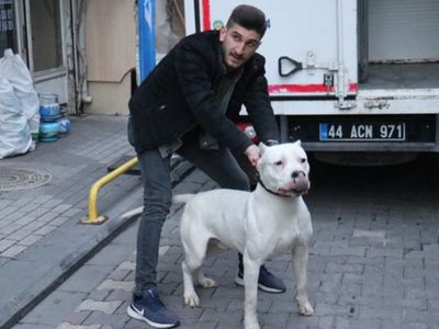 Malatya'da Pitbulllu Dehşet! Kavga Ettiği Kişilerin Üstüne Köpeği Saldı