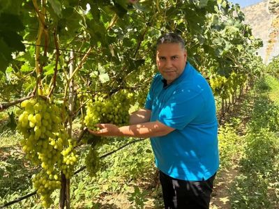 Manisa il tarım ve orman müdürü erkenci üzüm hasadını inceledi
