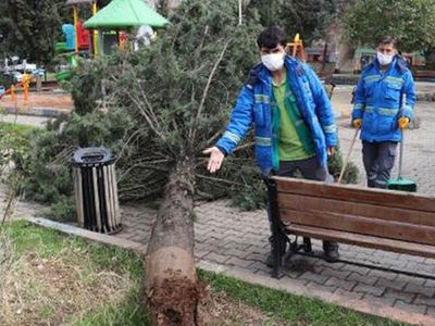 Mardin'de Fırtına Çıktı; 25 Yıllık Ağaç Devrildi
